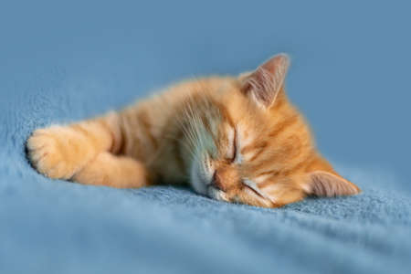 Red british kitten close upの写真素材