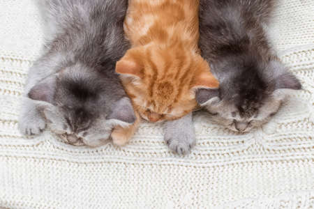 Three British kittens sleep together