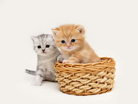 British shorthair kittens on a light background
