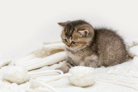 Small golden british kitten sits on a knitted blanketの写真素材