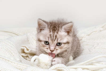 Small british kitten playing with a white ball