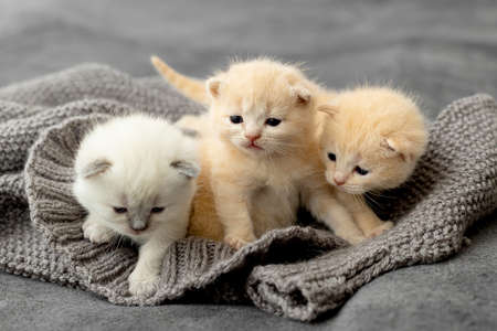 Small newborn kittens of the British breed