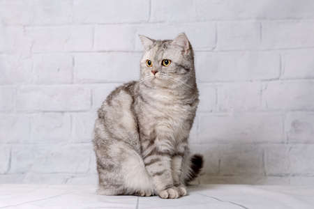 British shorthair cat on a light backgroundの写真素材