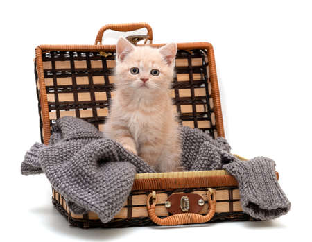 British shorthair kitten sits in a suitcaseの写真素材