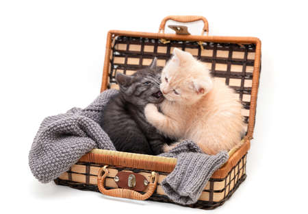 Two British Shorthair kittens play in a suitcaseの写真素材