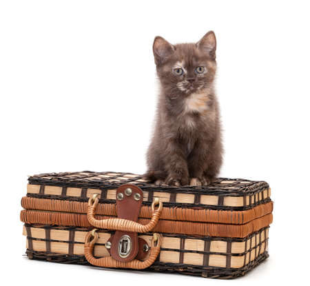 British shorthair kitten sits in a suitcaseの写真素材