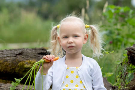 Little girl eating carrots in the gardenの写真素材