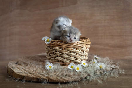 Newborn kitten of the British raceの写真素材
