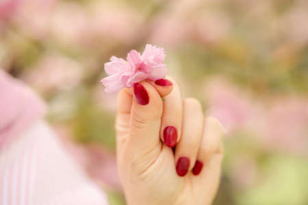 Female hand holding sakura flowersの写真素材