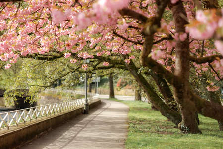 Alley with cherry blossoms. Baden-baden, germanyの写真素材