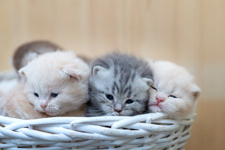 Newborn British Shorthair kittens on light backgroundの写真素材
