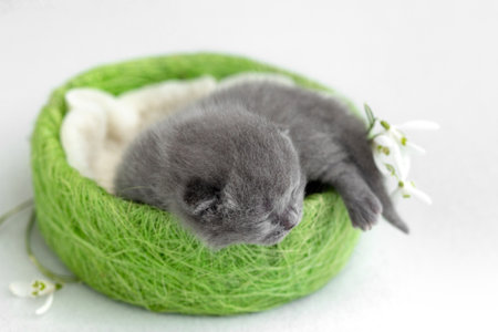 Newborn British Shorthair kitten with spring snowdropsの写真素材