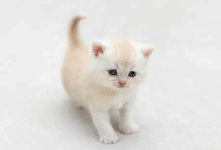 White British kitten playing with a toyの写真素材