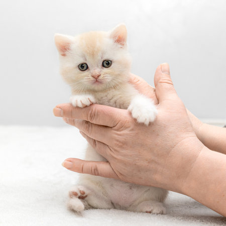White colored British kittens pose in their handsの写真素材