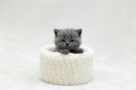 British blue kitten playing with a toyの写真素材