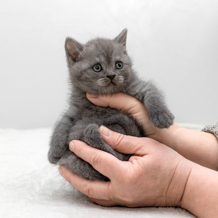 British blue kittens pose in their handsの写真素材