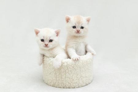 White and blue British kittens play togetherの写真素材