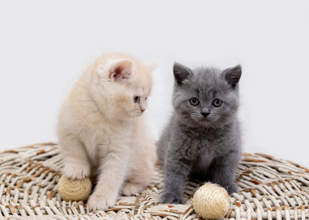 Two British kittens playing with ballsの写真素材
