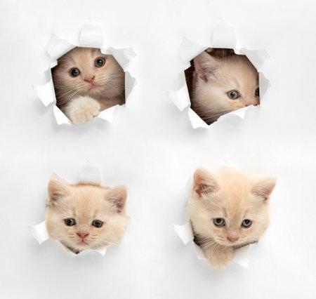 British kittens peeking through a paper holeの写真素材