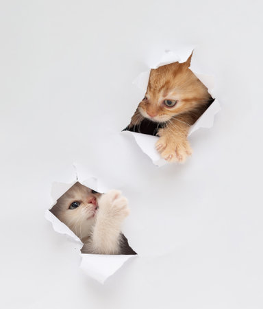 British kittens peeking through a paper holeの写真素材