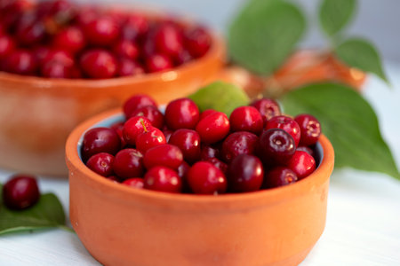 Ripe dogwood fruit close upの写真素材