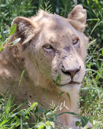 White lion lying in kruger parkの写真素材