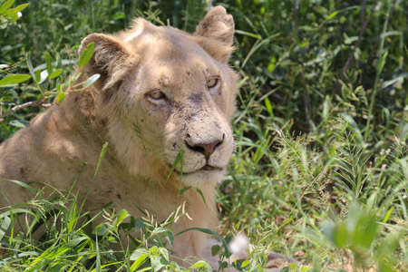 White lion lying in kruger parkの写真素材