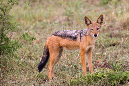 Black backed jackal looking into camera.の写真素材