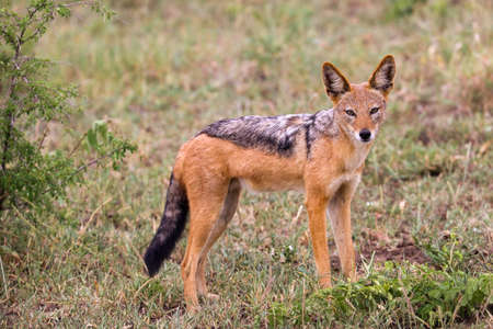 Black backed jackal looking into camera.の素材 [FY310156687441]