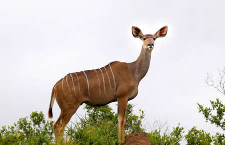 Female Greater Kudu looking into camera.の写真素材