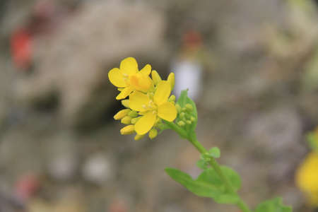 Canola flowerの写真素材