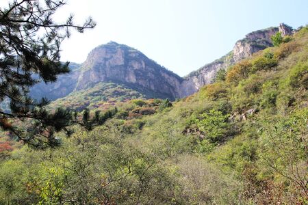 Mountain weedsの写真素材