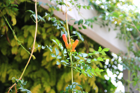 Close up to a plant on the railingの写真素材