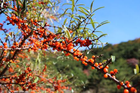 sea buckthorn fruits, Taihang mountain