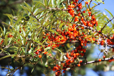 Sea buckthorn fruit, fruit, red fruit