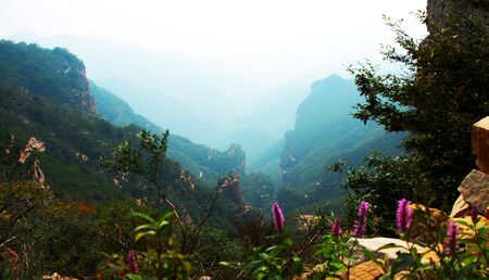 Flowers and stones in the mountainの写真素材