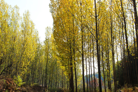 Forest nature viewの写真素材