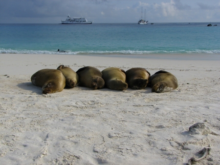 Six Sea Lions are sleeping in a row on the beach  Two ships are in the backgroundの写真素材