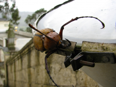 Frontal, partial side view of a Rhinoceros beetle with rain drops on it, and sitting on a large metal ring. blurred background.の写真素材