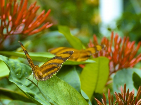 Rear view of a banded Orange butterfly on a leaf, with another on the distance out of focusの写真素材