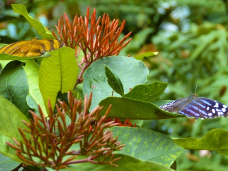 The Banded Orange Butterfly is in focus on one side while the Royal Blue Butterfly is slightly out of focus.の写真素材