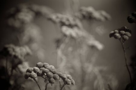 Taken in the prairies, foreground has flowering plants in the foreground and many more blurred in the background の写真素材