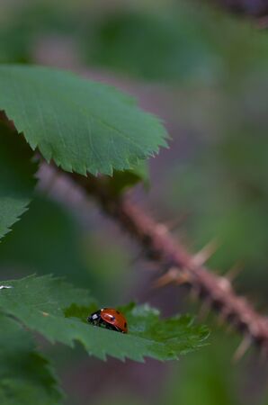 The Ladybug is rest on a leaf near the bottom of the picture with a side profile, a spiked branch and green leaves are blurred in the background. の写真素材