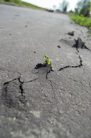 A small plant is breaking through the black pavement on a walking trail many fresh cracks are starting.  The trail is blurred in the background and the horizon is sharply slanted focusing more on the cracks and green plant.の写真素材