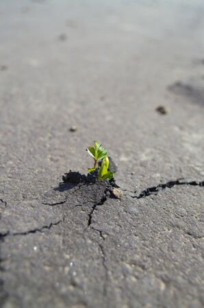 a young plant breaks through on a paved walking trail. focus on the plant a cracked pavement with the pavement blurred in the distance.の写真素材