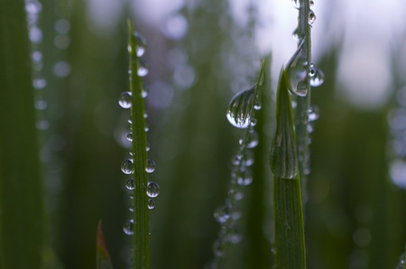 Close up of many water droplets on blades of grassの写真素材