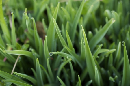 Close up of young Blue eyed grass in the spring after a rainの写真素材