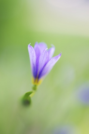 Close up of young Blue eyed grass flower, a the grass blurred in the background.の写真素材