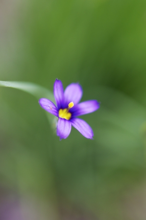 Close up of young Blue eyed grass flower, a the grass blurred in the background.の写真素材