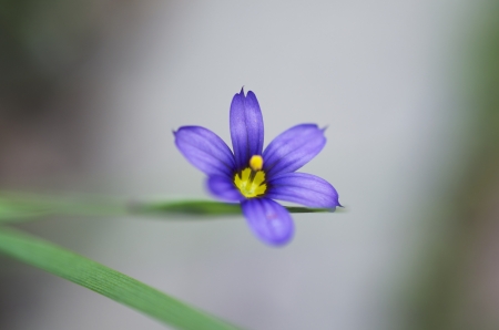 Close up of young Blue eyed grass flower, a the grass blurred in the background.の写真素材